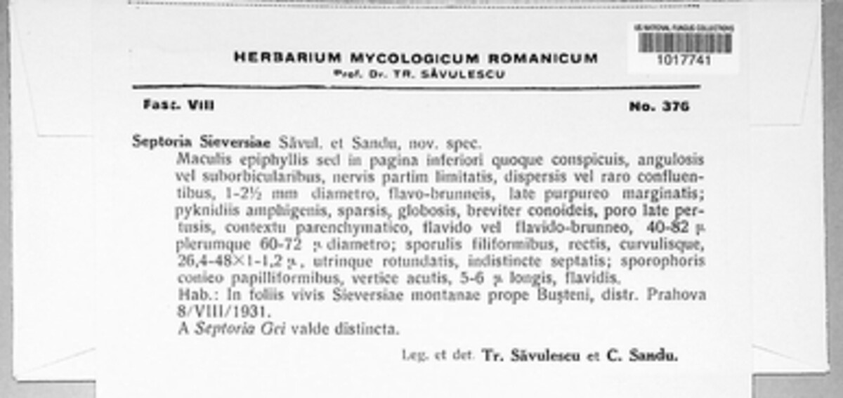 Septoria sieversiae image
